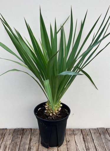 観葉植物　ユッカ　ペンデュラン