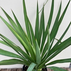 観葉植物　ユッカ　ペンデュランの画像