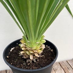 観葉植物　ユッカ　ペンデュランの画像