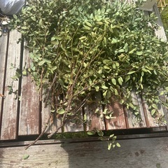 無農薬ユーカリ　　ドライフラワー 　の画像