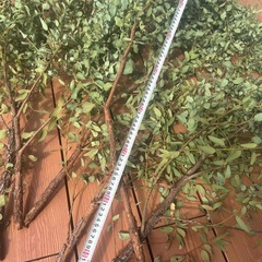 無農薬ユーカリ　　ドライフラワー 　の画像