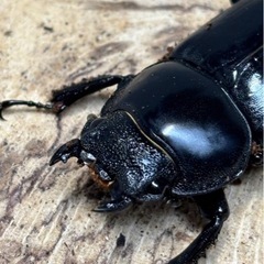 スマトラオオヒラタ、ペアの画像