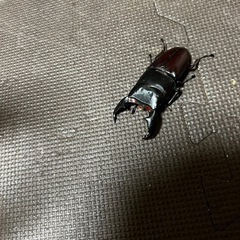 スマトラオオヒラタ、ペアの画像