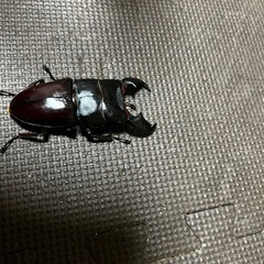 スマトラオオヒラタ、ペアの画像