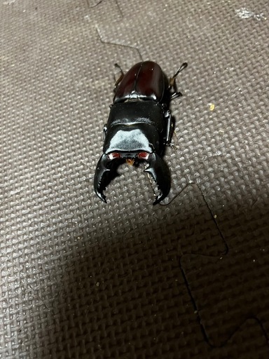 スマトラオオヒラタ、ペア