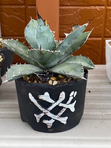 アガベ.ブラックアンドブルー
