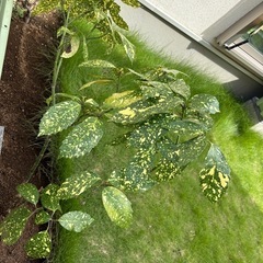【現地取引限定】　庭木　植木　アオキ　元気です！！　　の画像