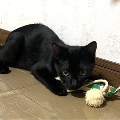 人慣れした美猫ちゃんです❤️