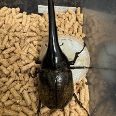 ヘラクレスオオカブト　三鈴幼虫4匹セットの画像