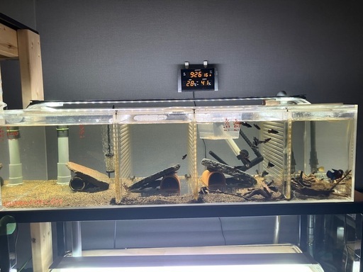 値段交渉有り熱帯魚連結オーバーフローフルセット