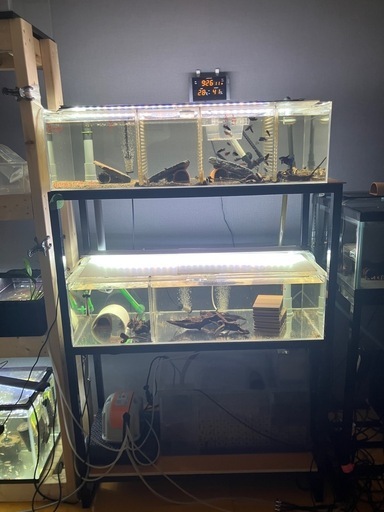 値段交渉有り熱帯魚連結オーバーフローフルセット