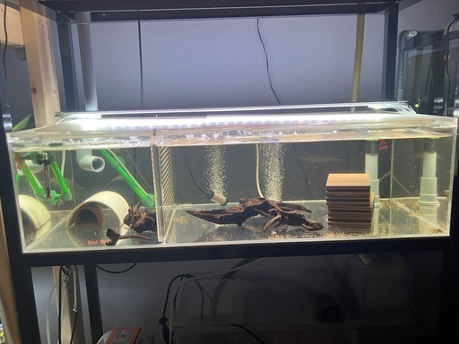 値段交渉有り熱帯魚連結オーバーフローフルセット