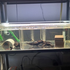 値段交渉有り熱帯魚連結オーバーフローフルセットの画像