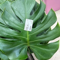 モンステラ切葉の画像