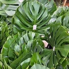 モンステラ切葉の画像