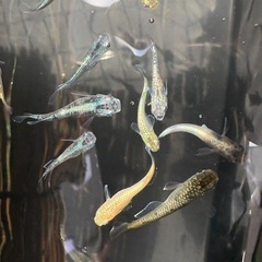 ラメ　めだか　ミックス　5匹の画像