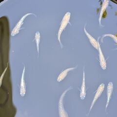 写真のラメめだか全部で20匹（半ダルマ2匹あり）屋外飼育メダカですの画像