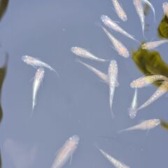 写真のラメめだか全部で20匹（半ダルマ2匹あり）屋外飼育メダカですの画像
