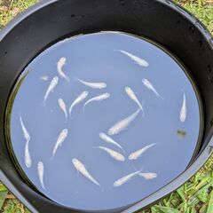 写真のラメめだか全部で20匹（半ダルマ2匹あり）屋外飼育メダカですの画像