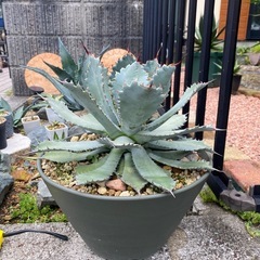 アガベ.グアダラハラナの画像