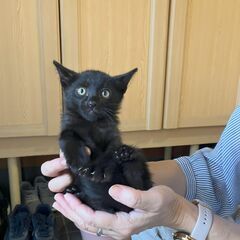 里親募集！　生後2か月前後　黒猫