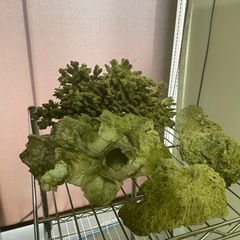 サンゴの画像