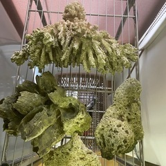 サンゴの画像