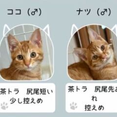 生後５ヶ月位　茶トラの兄弟のココ君&ナツ君【9月28日(日…