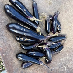 🍆ナスの画像