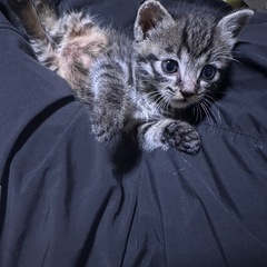子猫の里親募集