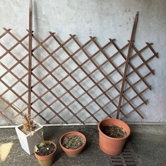 【お譲りします】ラスト！素焼きの植木鉢の画像