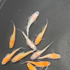めだか　
成魚10匹の画像