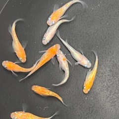 めだか　
成魚10匹の画像