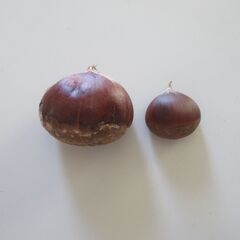 大栗　栗ご飯に　概ね４００g　❷　３日間の画像