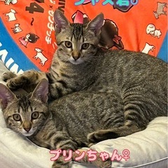 キジトラ兄妹