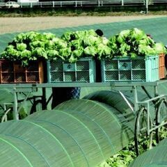 （お引き渡し予定）アルミ製 収穫台車の画像