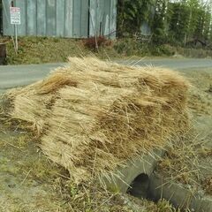 先着【稲わら・稲藁・敷きわら】農家さん・家庭菜園などにの画像