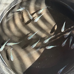 メダカ！　サファイア　50匹　¥3000の画像