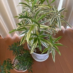 観葉植物ドラセナとシェフレラコンパクタセットの画像