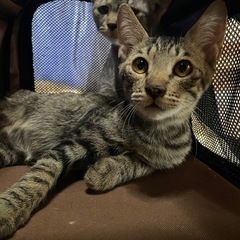 子猫ちゃん（募集中です）ぜひご連絡ください！