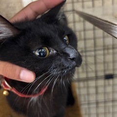 里親探しています