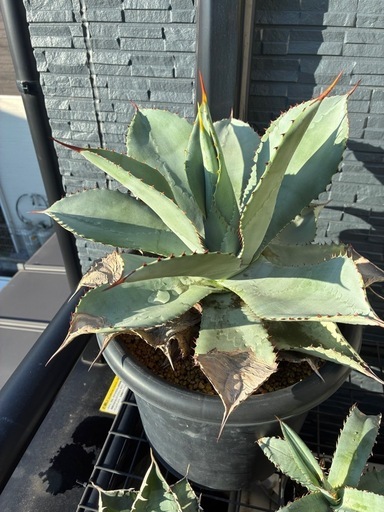 最終割引早い者勝ち アガベ 大株セット 2024