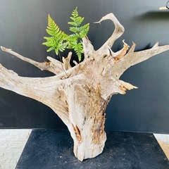 流木 アクアリウム 爬虫類 ハンドメイド の画像