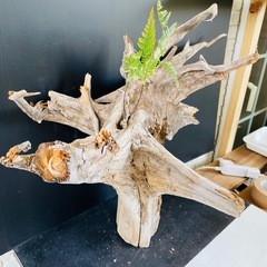 流木 アクアリウム 爬虫類 ハンドメイド の画像