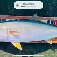 加太沖（友ヶ島周辺）で大物の釣り教えます。の画像