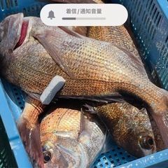 加太沖（友ヶ島周辺）で大物の釣り教えます。の画像