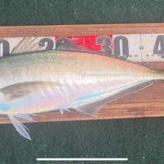 加太沖（友ヶ島周辺）で大物の釣り教えます。の画像