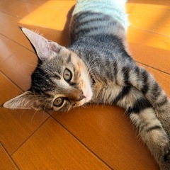子猫の里親募集します！