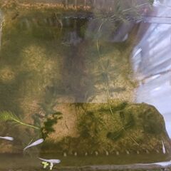 白メダカ5匹の画像