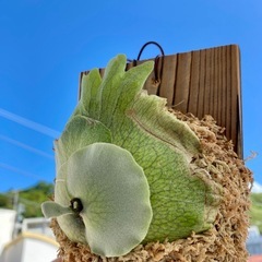 【観葉植物】 ビカクシダ　P. Mickey's #1 の画像